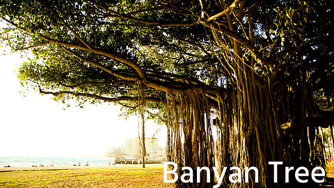 Banyan Tree| Vat Purnima 2022