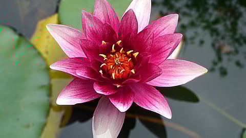 lotus