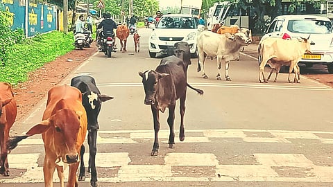 Cattle on Bicholim-Dodamarg road