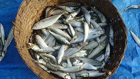 formalin Checking in Goa