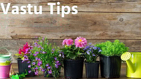 Vastu Tips For Plants
