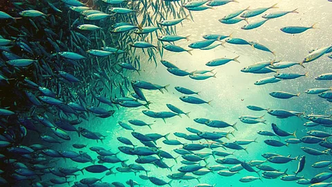 Fisheries