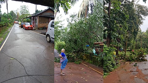 वाळपईत वादळी वाऱ्यासह जोरदार पाऊस; झाडांची पडझड, विद्युत लाईन तुटली