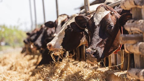Cow
