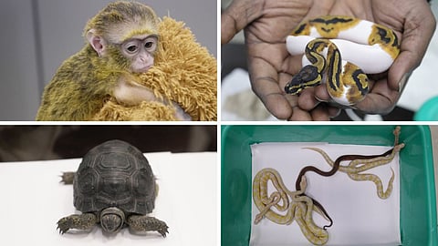 Monkey, Pythons, Tortoises: What Chennai Customs Found With Passenger