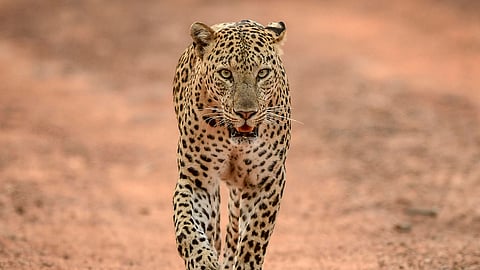Leopard