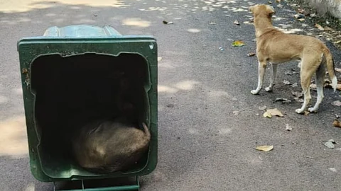 Pig Suspicious death in fatorda goa