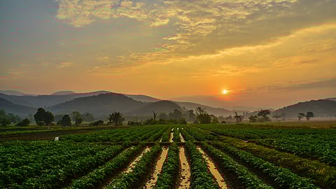 Goa Agriculture | Farm
