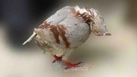 Pigeons zombie