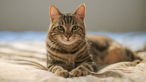 Cat Astrology Tips