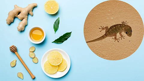 Lizard Home Remedy