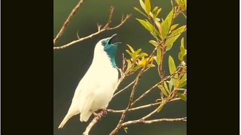 Smoking Bird Viral Video