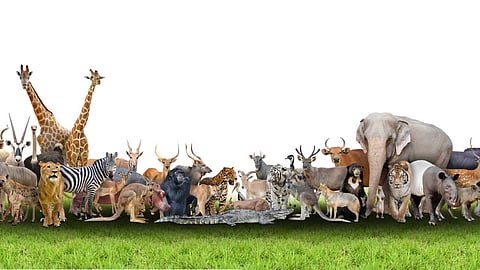 World Animal Welfare Day