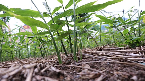 Goa Agriculture | Ginger Farm