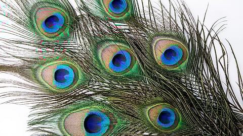 Peacock Feather