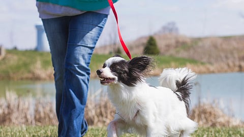 Registration of domestic animals within municipal limits is mandatory in the state