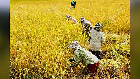 Start rice harvest happy satisfactory farmer