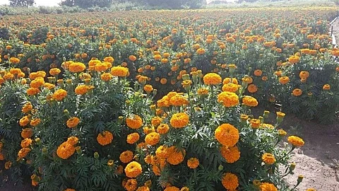 Goa Agriculture