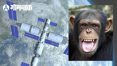 China Will Send Monkey In Space
