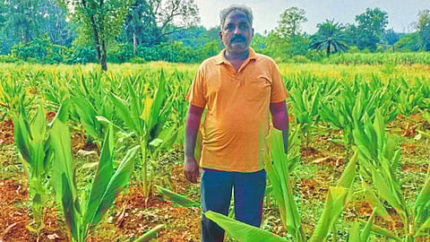 Goa Agriculture | Goa News