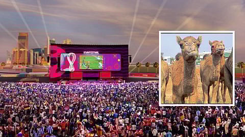 Camel Flu | FIFA World Cup 2022