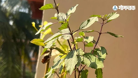 Benefit of Basil