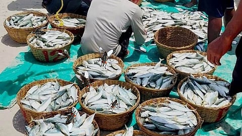 Goa Special | sea food
