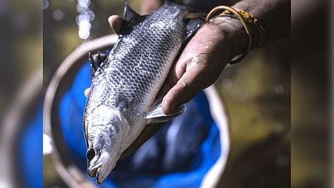 Goa ICAR | Chonak Fish