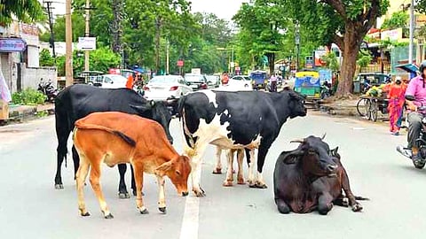 Stray Cattle