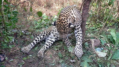 Died Leopard