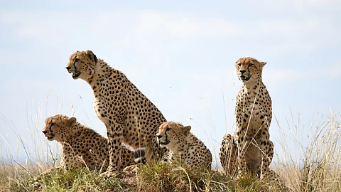 International Cheetah Day
