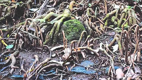 Miristica Forest in Goa