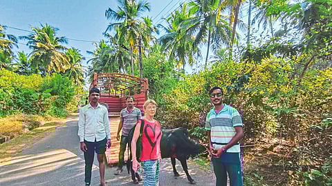 Russian Tourist Saves Bulls