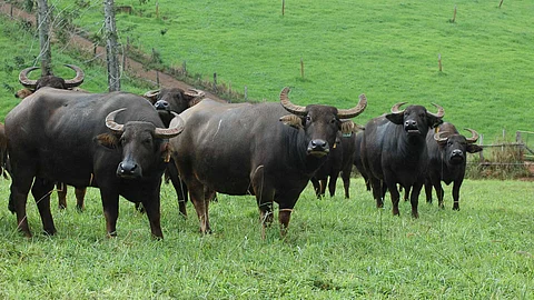 Dairy Farm