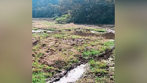 Goa Environment |Farm Land