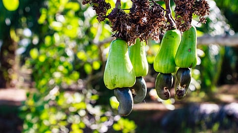 Cashew tree|Goa Agriculture