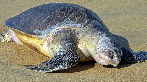 Olive Ridley Turtles