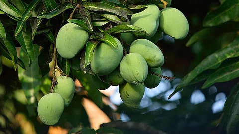 Green Mango