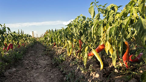 Arambol Chili Farming: |