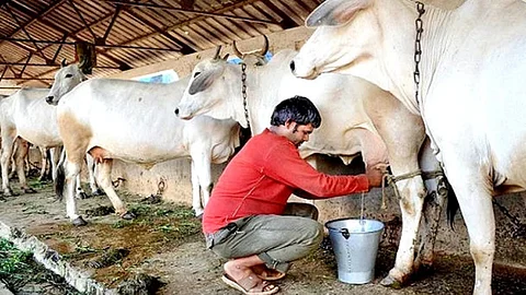 Milk producers in crisis | Lumpy Skin Disease in Cow