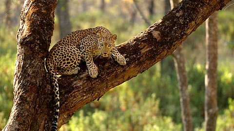 Goa News|Leopard