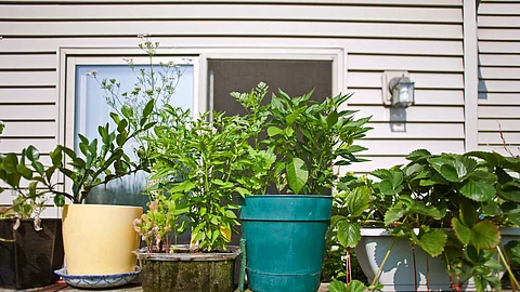 Terrace Garden