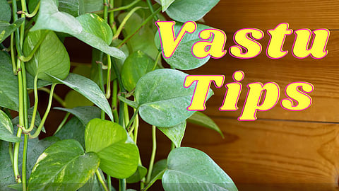 Vastu Tips For Plant