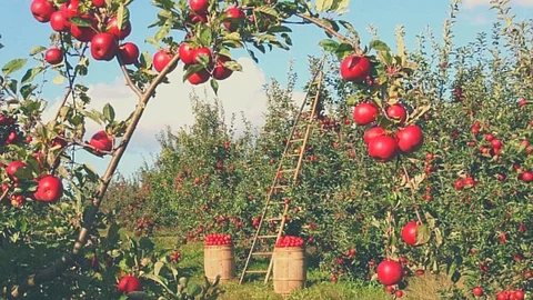 Goa Apple Farming