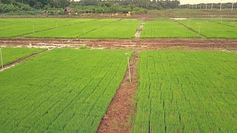 Goa Agriculture