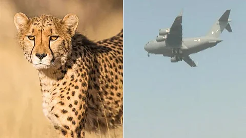 Cheetah