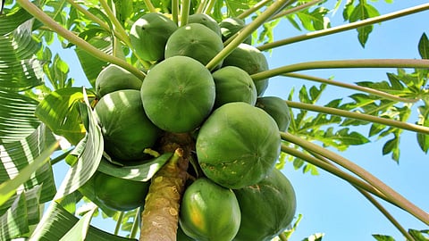 Healthy Tips | Benefits of Eating Papaya