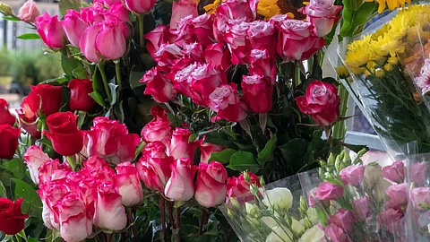 Rose Day 2023