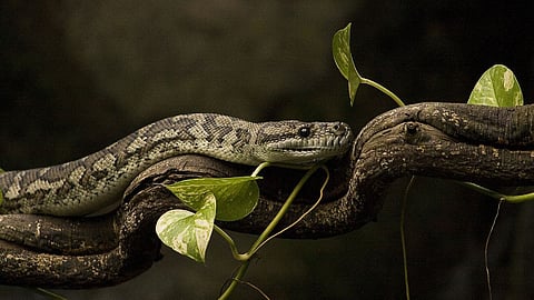 Panaji: अजगराला फरफटत नेणे, ओढून त्रास देणे भोवले; वन विभागाने घेतली दखल, गुन्हा नोंद