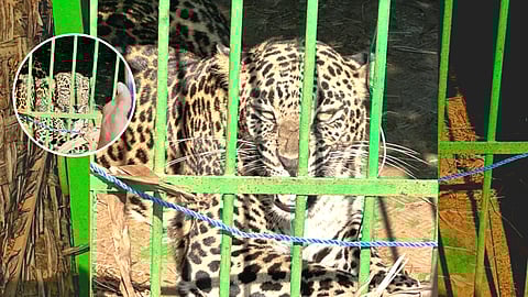 Leopard Caught At Fatorpa